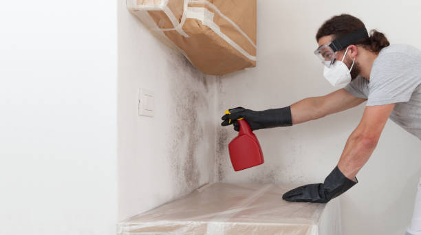 Professional Basement Mold Remediation technician working in Garfield, TX