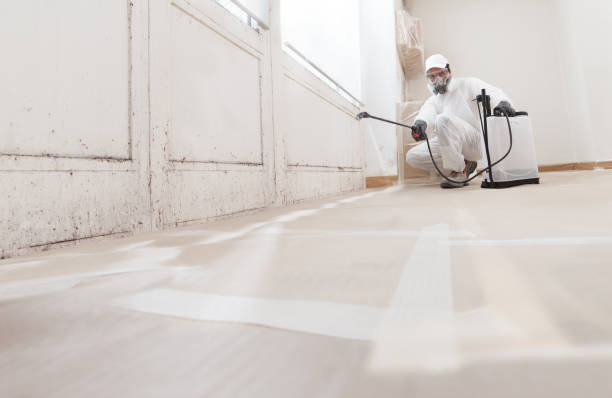 24/7 Emergency Basement Mold Remediation experts in Garfield, TX