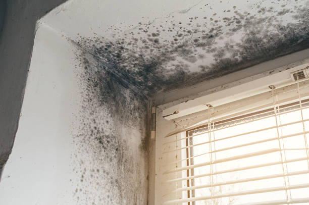Affordable Basement Mold Remediation solutions in Garfield, TX